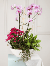 Arreglo de Orquideas Orinoco (Solo en Medellín)